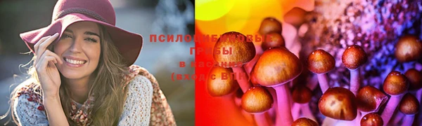 дмт Богданович